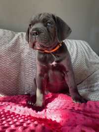 Cane Corso Hodowla ZkwP/FCI z rodowodem