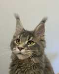 Maine Coon  niebieska kotka a25