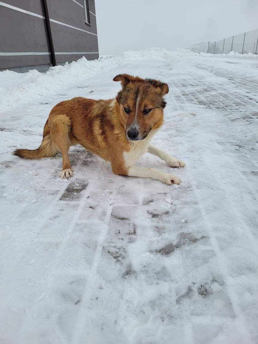 Przepiękny pies do pilnej adopcji!