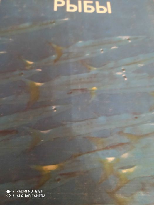 Дмитриев Млекопитающие, Насекомые Оммани Рыбы Острова в заливах