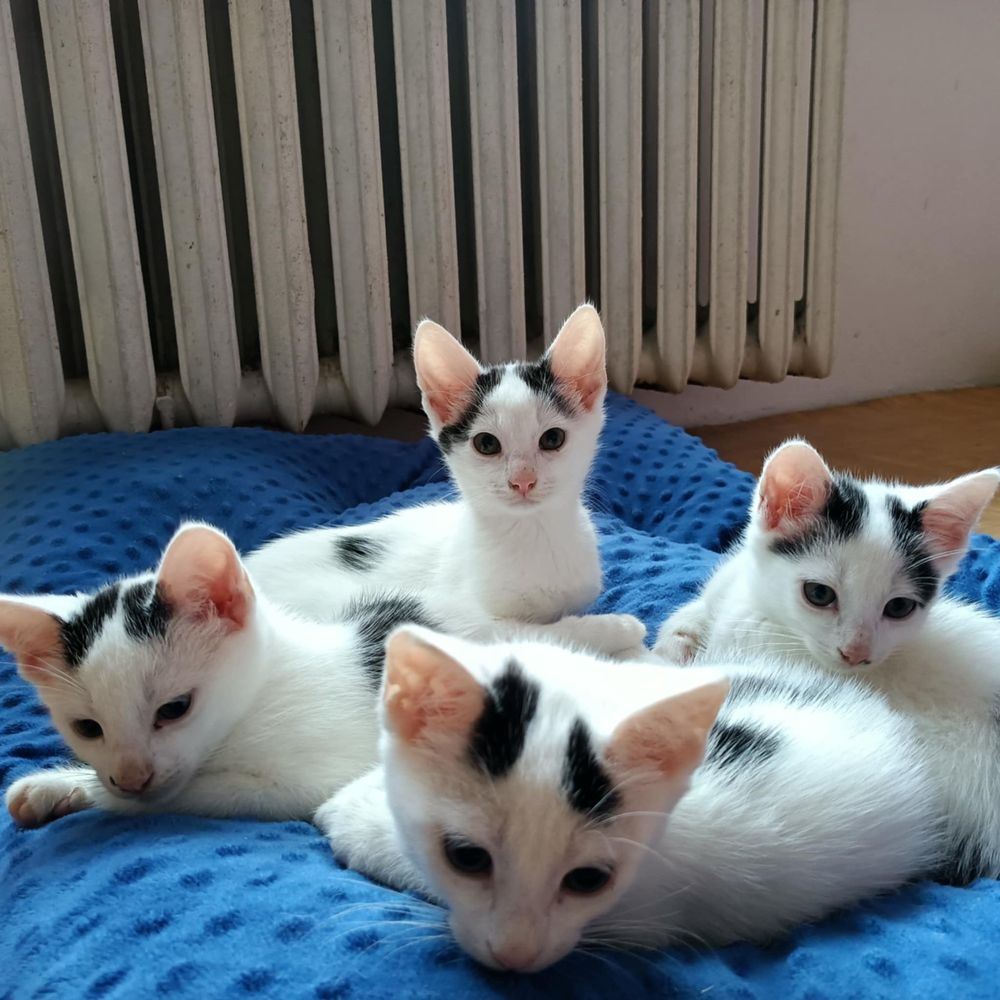 Kocurki do adopcii
