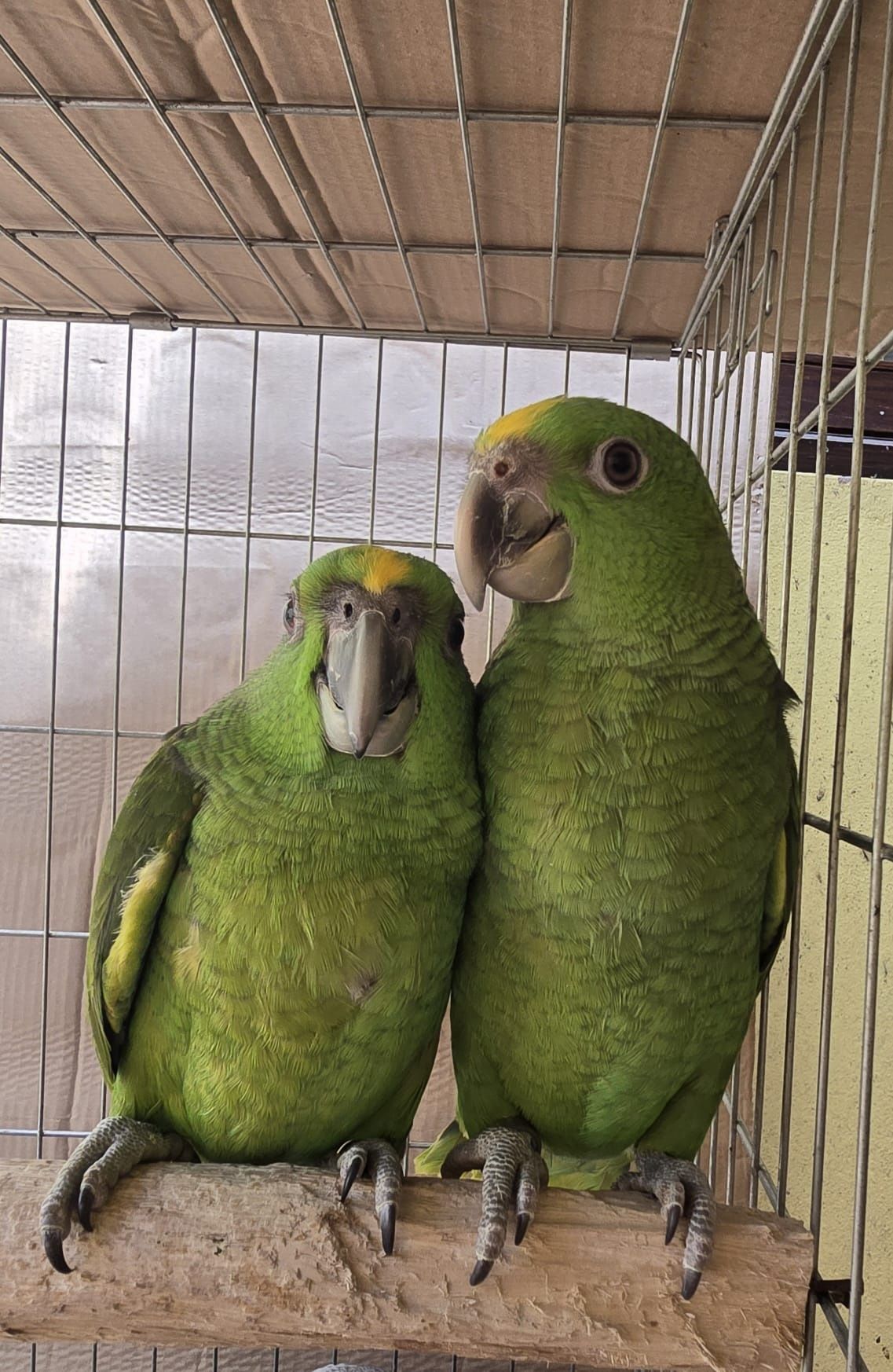 Amazona auropalliata