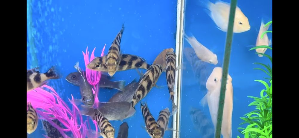 Цихлиды Малави, Танганьки, американские