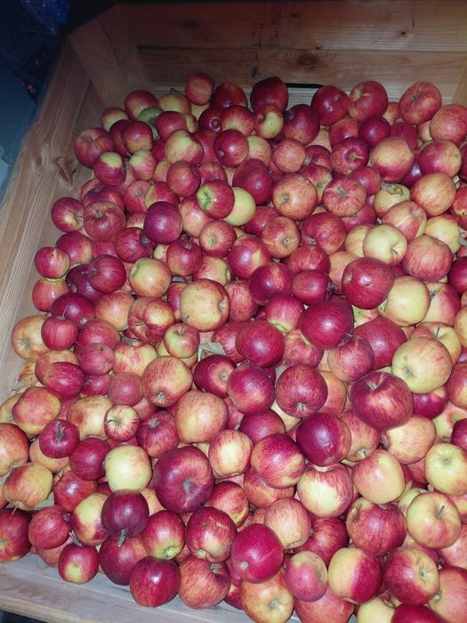 Jabłko  mieszane mix