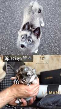 Pomsky ( Mini Husky )