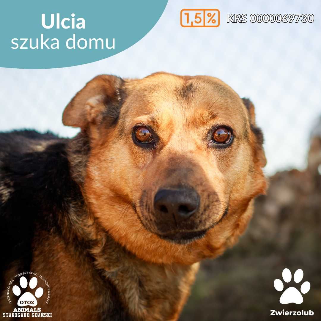 Wierna suczka Ulcia czeka na dom