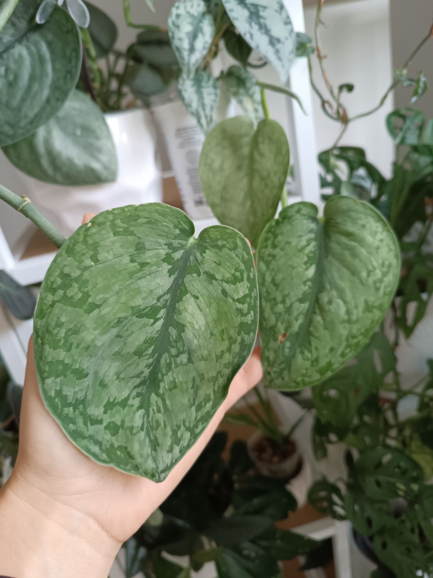 Scindapsus Silver Splash