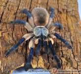 Monocentropus balfouri samica