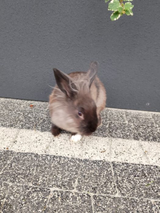 Króliki  miniaturki