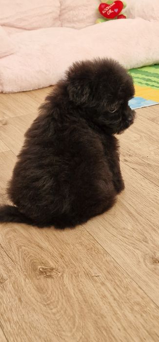 Pomapoo , piesek