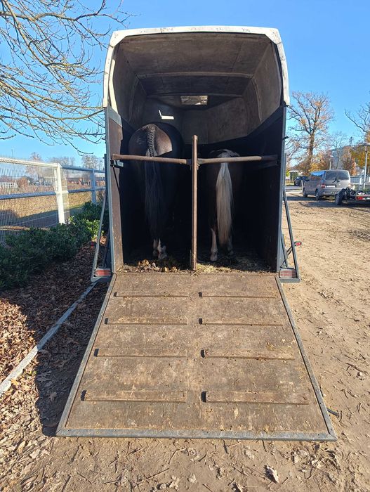 Przyczepa do przewozu koni