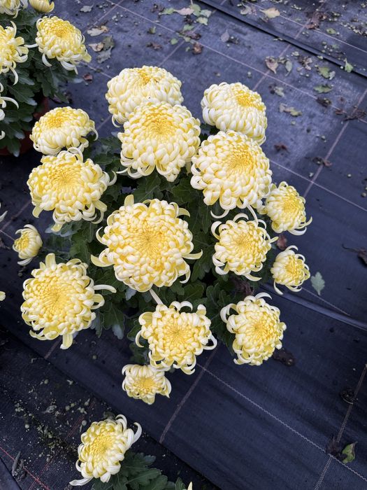 Chryzantemy wielkokwiatowe, szlachetne