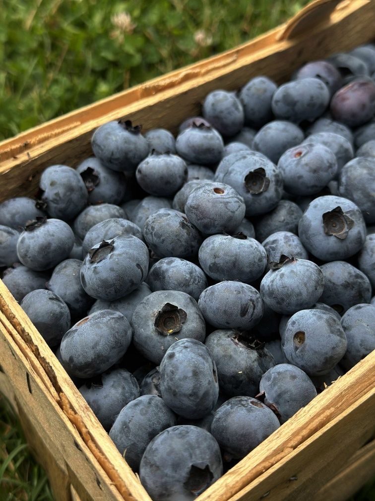 Sprzedam owoce borówki amerykańskiej prosto z plantacji