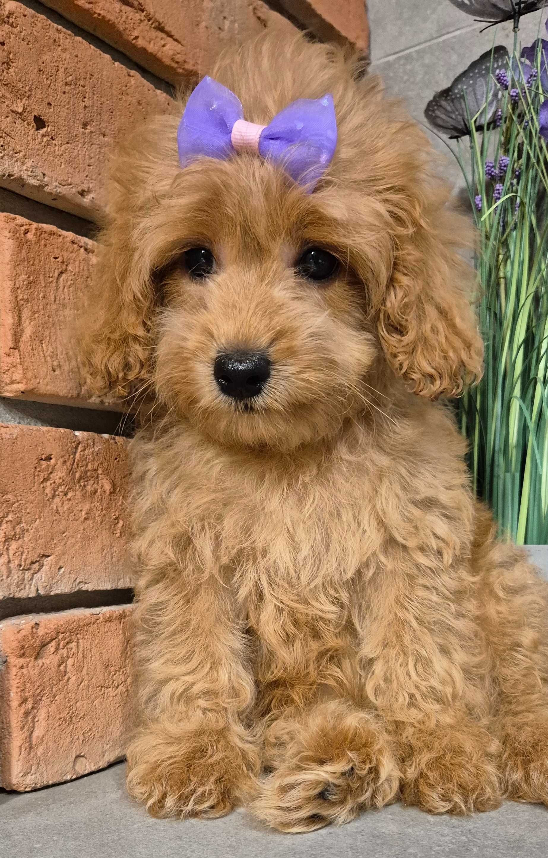 Maltipoo f1b malutka dziewczynka do odbioru