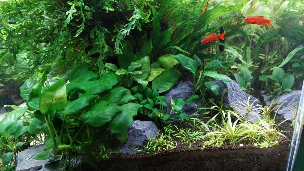 Pack váios tipos Plantas Aquário água doce