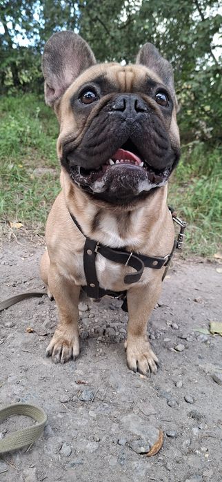 Вязка Французского бульдога