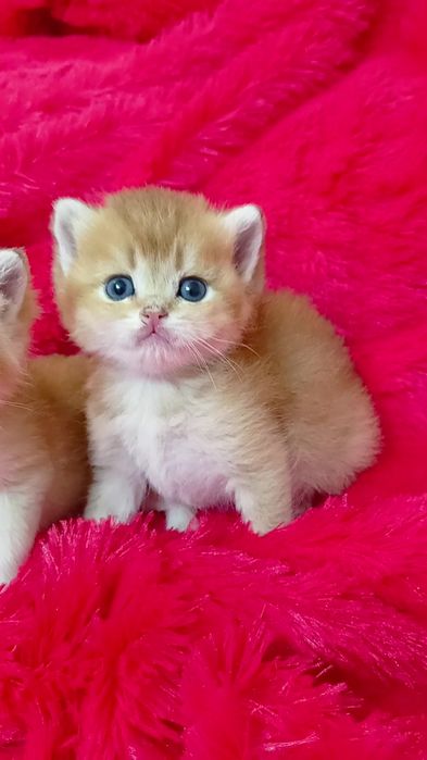 Мальчик прямоухий золотая шиншилла