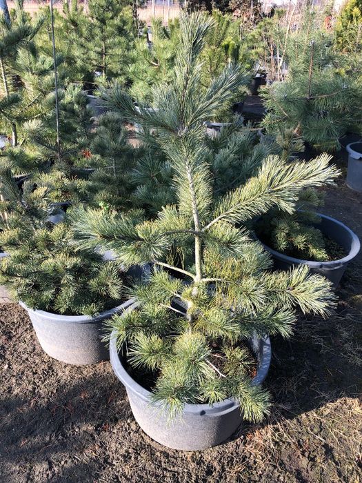 SOSNA WEJMUTKA wys. ok 110cm Donica 65l Leszno