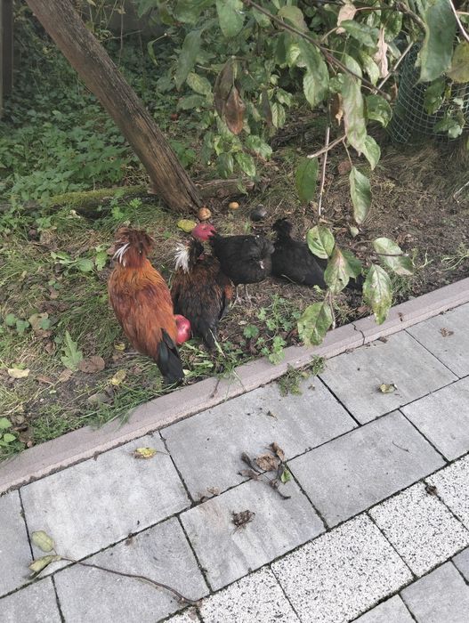 Kurki czubatki ozdobne