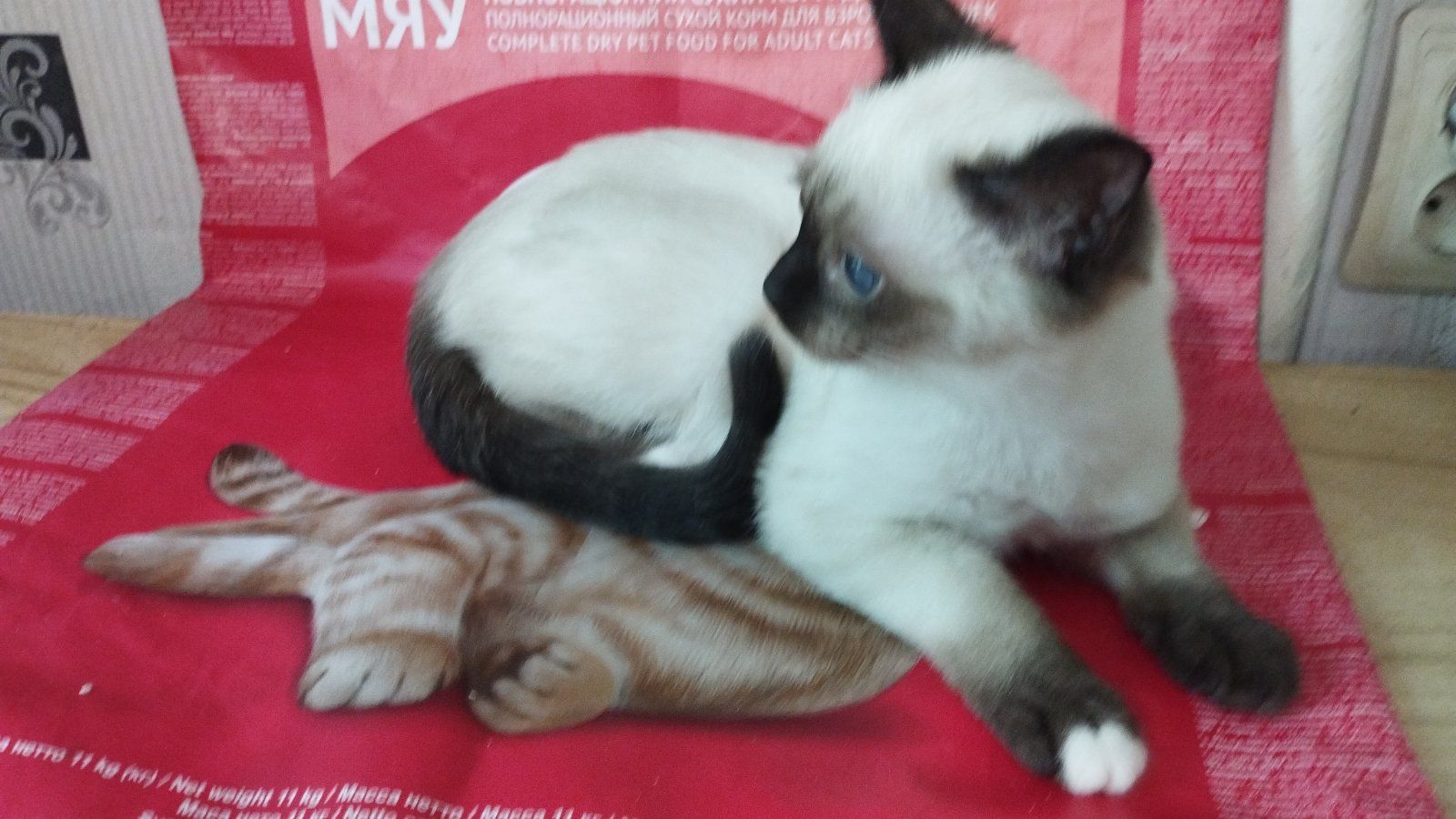 Сиамскотайские котята.