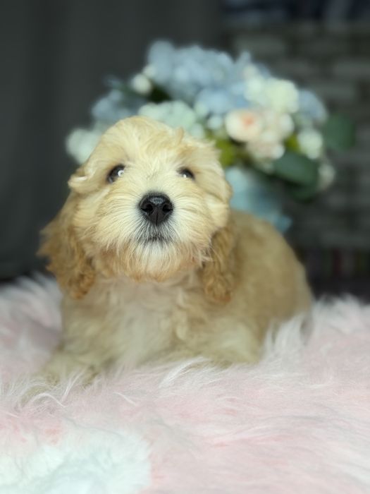 Миниатюрная девочка пудель