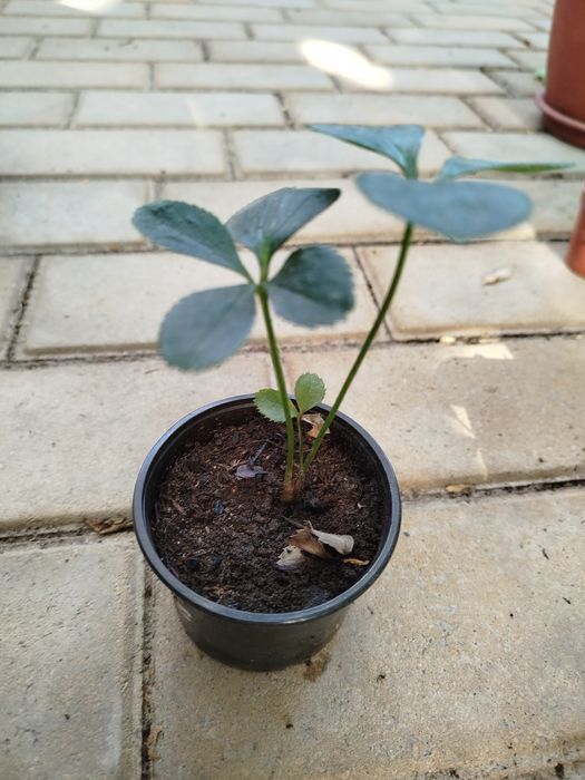 Морозник, колір білий