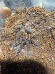 Psalmopoeus victori samica 2dc
