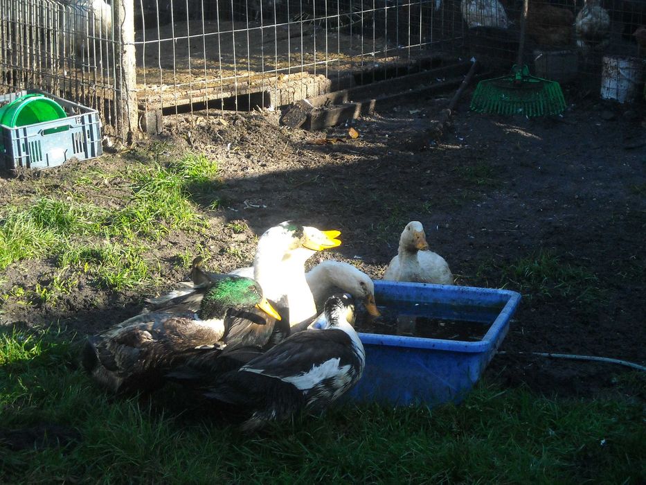 Sprzedam kaczki i gęsi