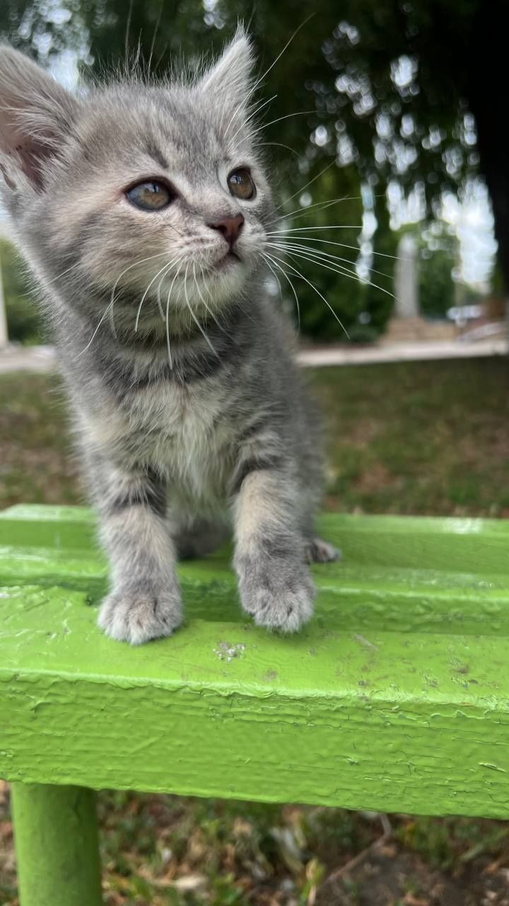 Отлам_ котята_ кошки_ бебби