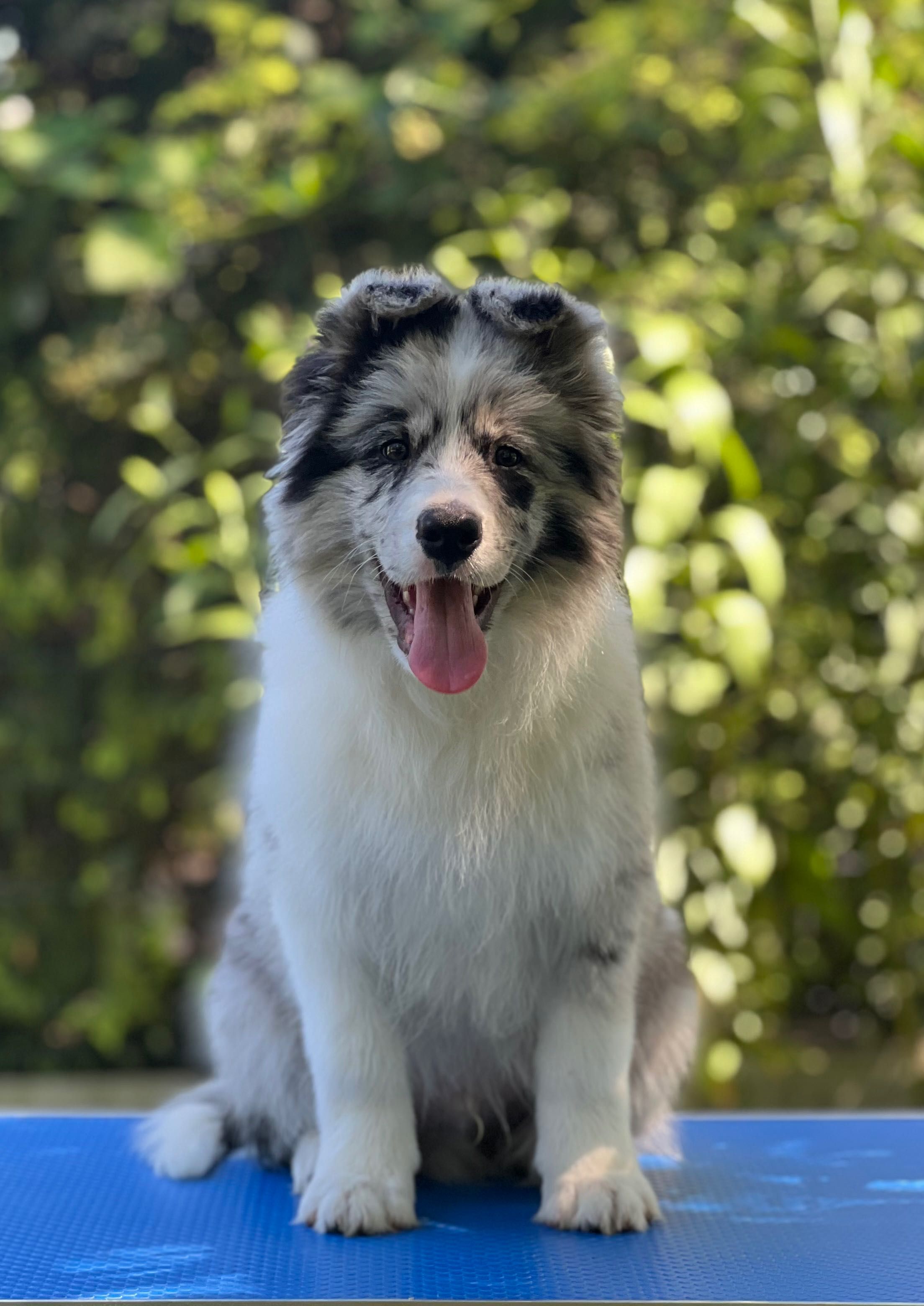 Chłopiec Border Collie ZKwP