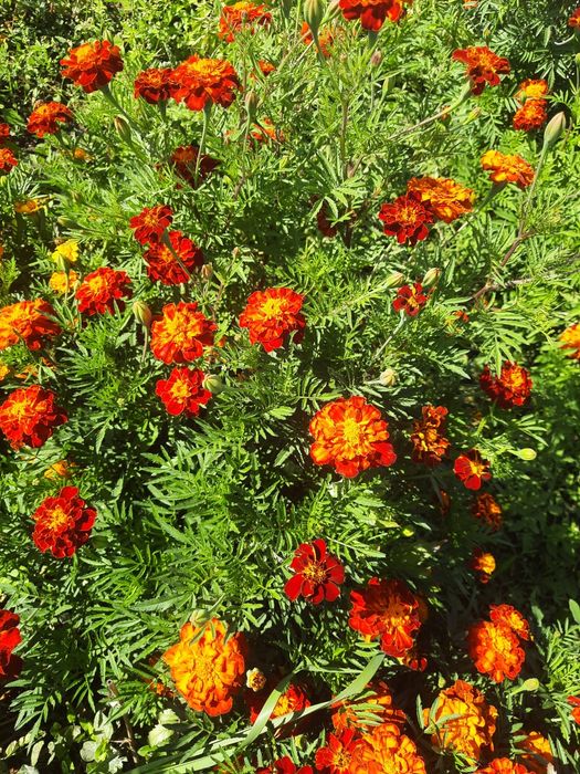 Чорнобривці свіжі та сушені