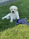 Labrador Retriever FCI