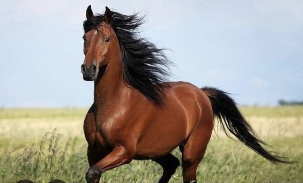 Продам конский перегной прошлогодний  «ЯНТАРНЫЙ», удобрение Премиум