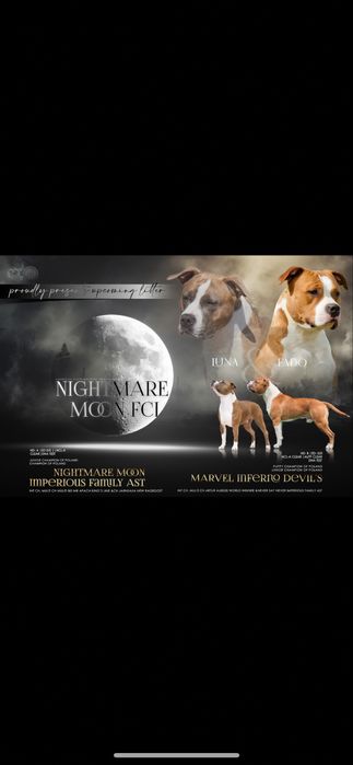 Amstaff FCI/ZKWP szczenieta American Staffordshire Terrier