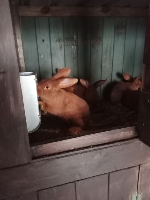 Króliki kalifornijskie