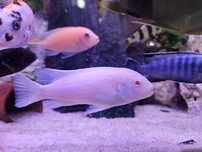 Pseudotropheus socolofi snow, malawi, pyszczaki