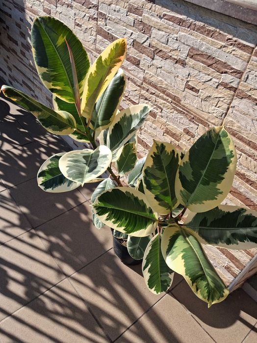 Ficus elastica 'Tineke' Figowiec sprężysty