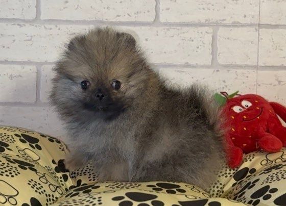 Szpic miniaturowy pomeranian