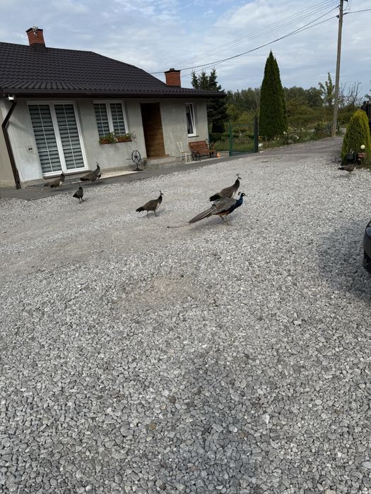 Sprzedam pawie indyjskie