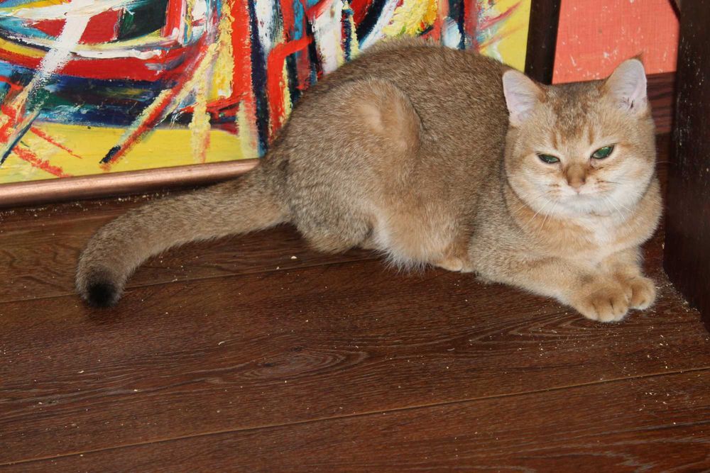 Золота шотландська шиншилла