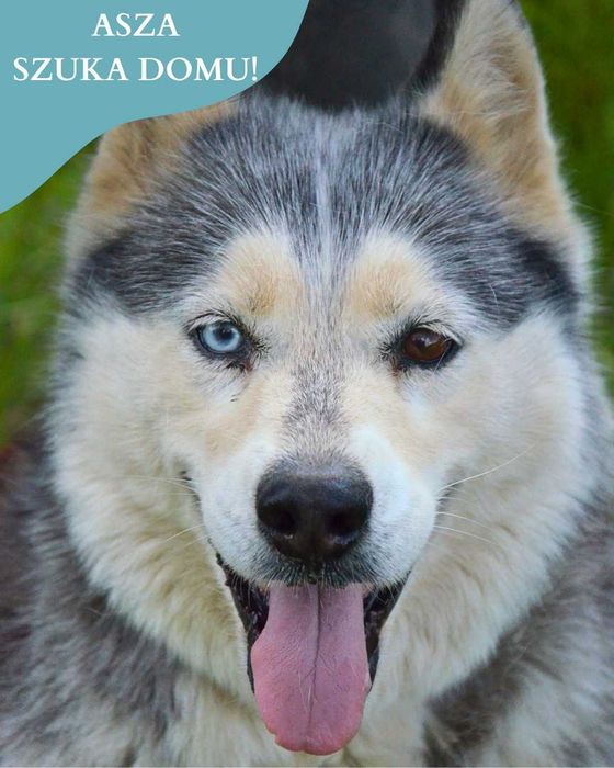 Asza w typie HUSKY szuka domku