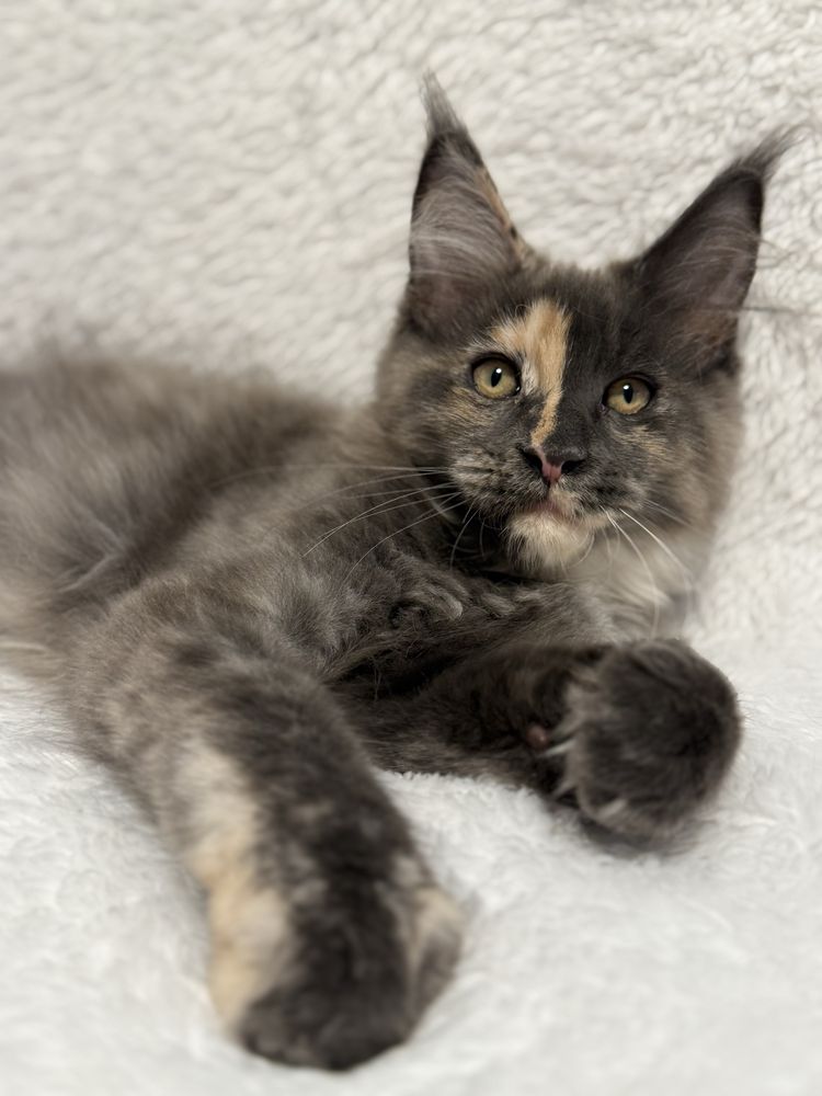 Gatinha Maine Coon com LOP