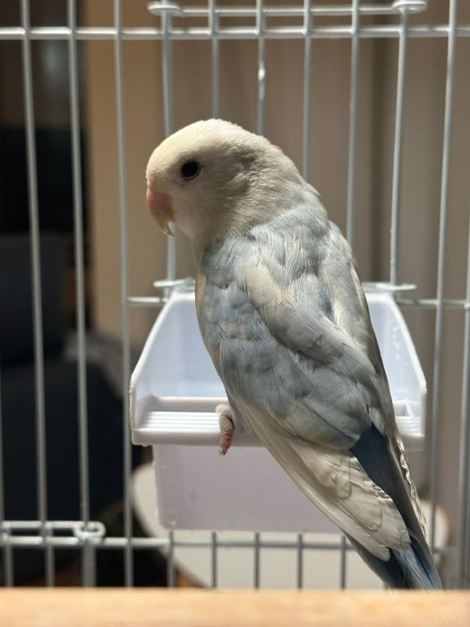 Agapornis roseicollis