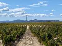 Terreno com vinha no Lau, Palmela 15.000 m2