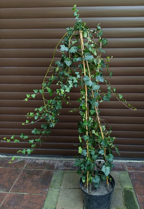 Duże kępy bluszczu Hedera Helix 110cm-130cm