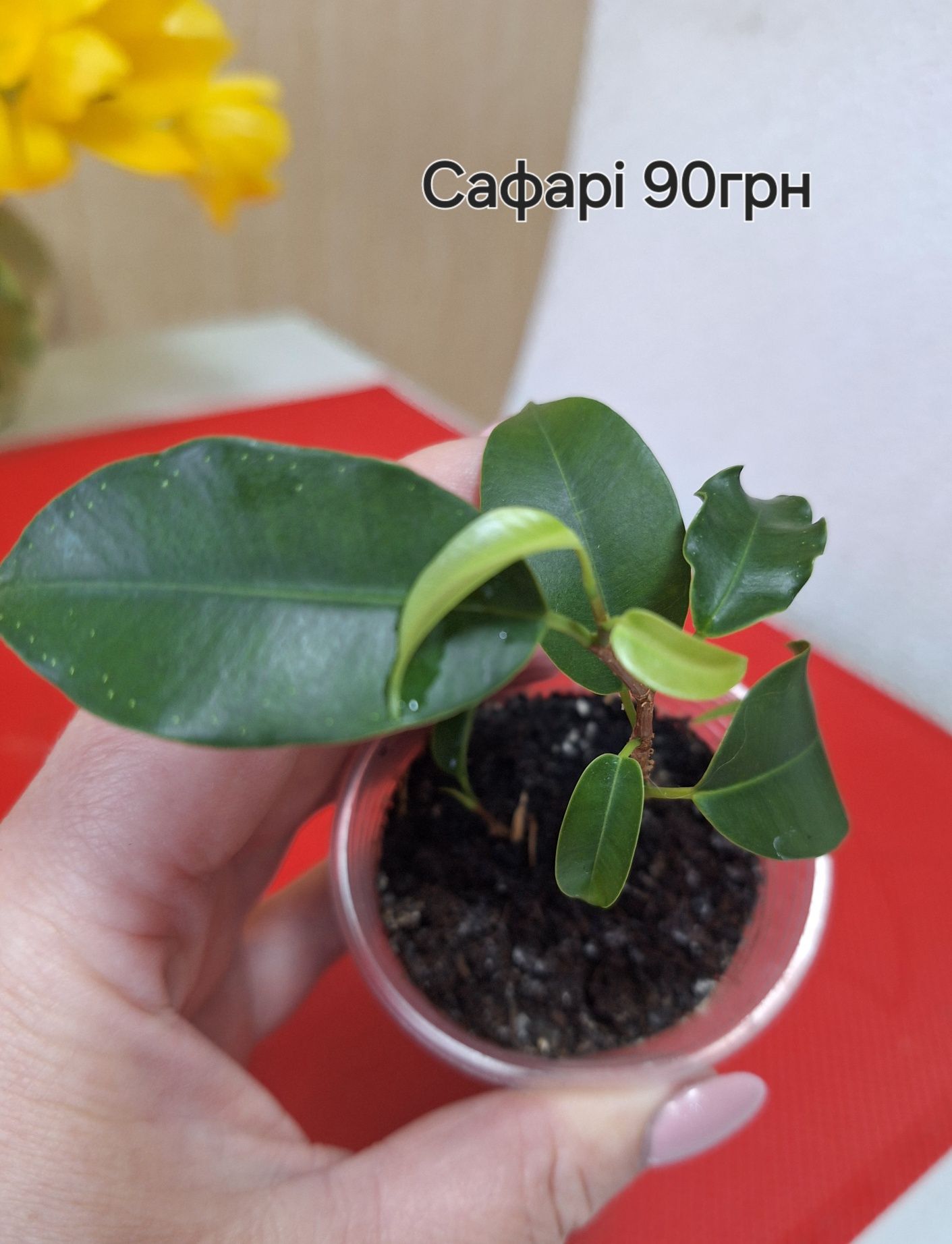 Малюка Фікусята Сафарі
