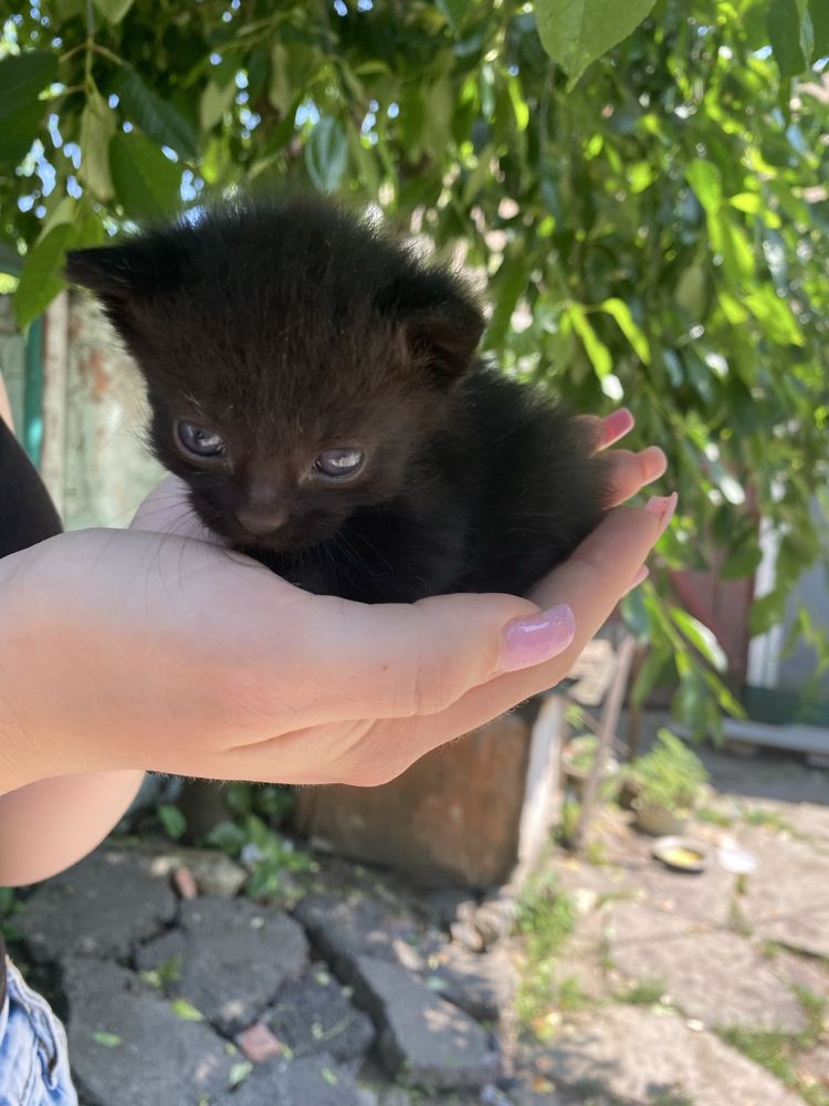 Віддам кошенят в добрі руки