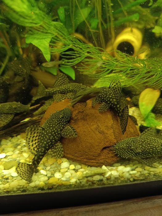 Młode zbrojniki niebieskie