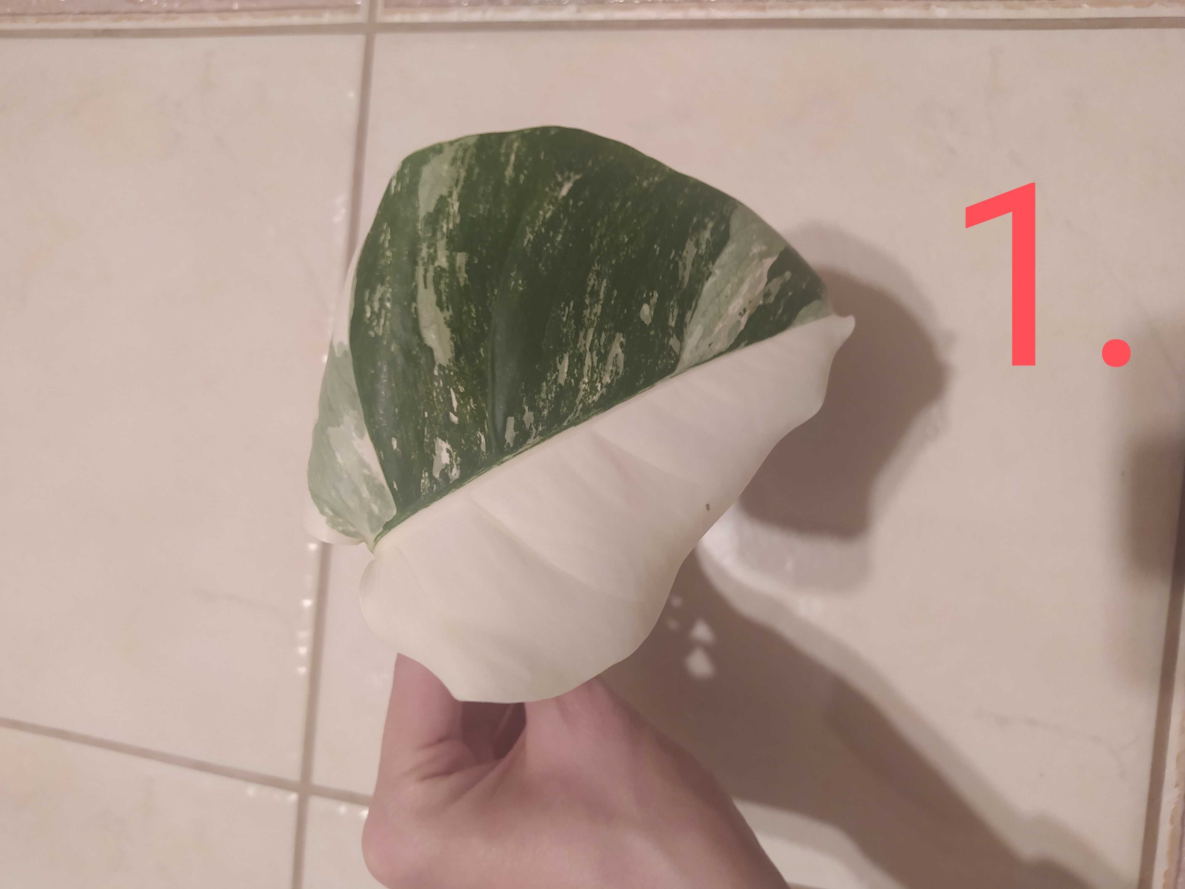 Monstera variegata