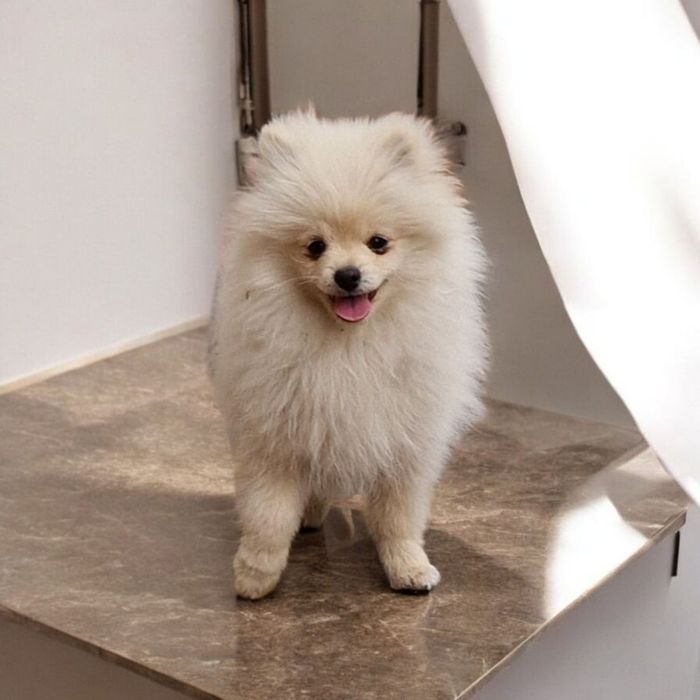 Красавсики шпіци